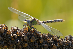 Ophiogomphus occidentis