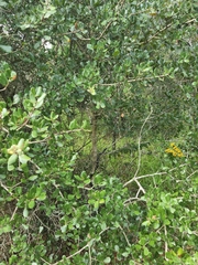 Coluber constrictor priapus