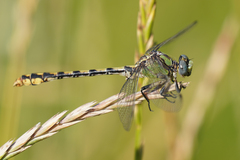 Ophiogomphus occidentis