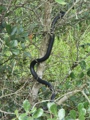 Coluber constrictor priapus