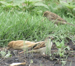 Passer domesticus