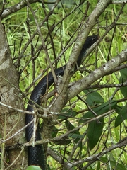Coluber constrictor priapus