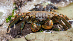 Grapsus
