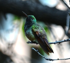 Saucerottia beryllina