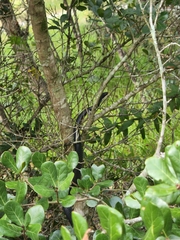 Coluber constrictor priapus