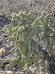 Cylindropuntia cholla