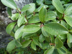 Salix uralicola