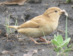Passer domesticus