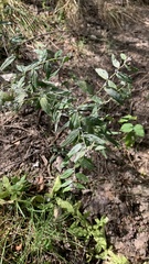 Lithospermum officinale