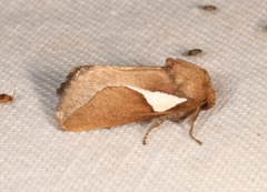 Prolimacodes trigona