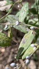 Lithospermum officinale