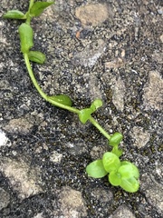 Callitriche