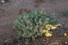 Atriplex holocarpa
