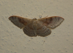 Idaea degeneraria