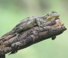 Sceloporus grammicus