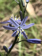 Caesia calliantha