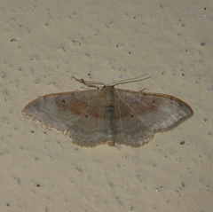 Idaea degeneraria