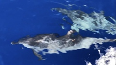 Stenella attenuata