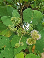 Dombeya