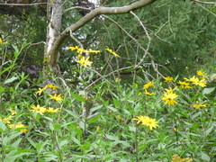Helianthus tuberosus