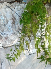 Urtica cannabina