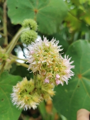 Dombeya