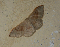 Idaea degeneraria