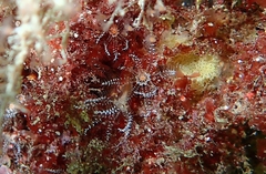 Clavularia crassa