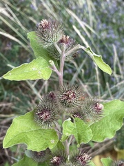 Arctium lappa