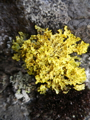 Vulpicida juniperinus