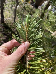Pinus albicaulis