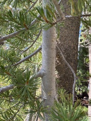Pinus albicaulis