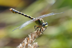 Ophiogomphus occidentis