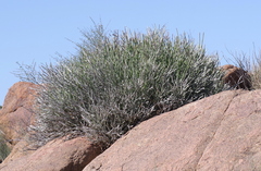 Euphorbia gregaria
