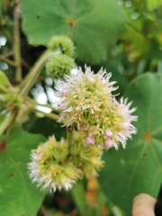 Dombeya