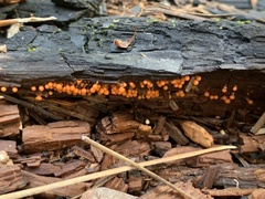 Hemitrichia decipiens