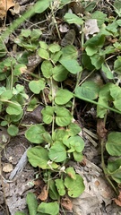 Lysimachia nummularia