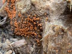 Hemitrichia decipiens