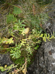 Rhodiola rosea
