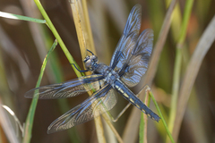 Libellula forensis