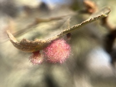 Andricus crystallinus