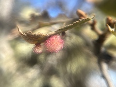 Andricus crystallinus