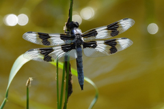 Libellula forensis