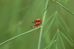 Crioceris duodecimpunctata