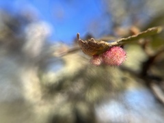 Andricus crystallinus