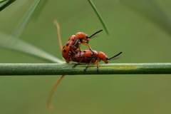 Crioceris duodecimpunctata