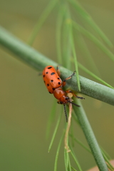 Crioceris duodecimpunctata