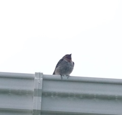 Hirundo tahitica