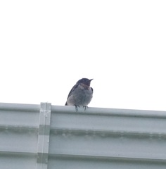 Hirundo tahitica