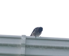 Hirundo tahitica